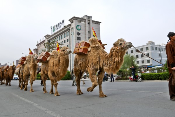 Comme au temps de la route de la soie historique, un marchand de thé et ses chameaux traversent la ville de Zhangye, dans la province chinoise du Gansu