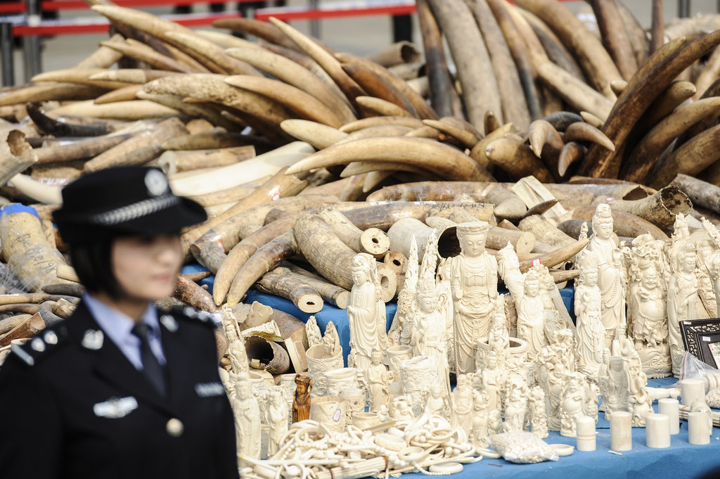 Une femme officier chinoise du service des douanes se tient devant un stock d’ivoire et d’objet en ivoire illégaux saisis en janvier 2014 dans la province du Guangdong