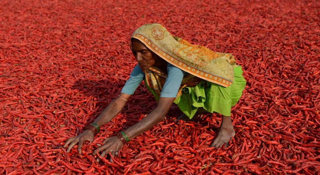 Une agricultrice indienne fait sécher des piments dans une ferme de Sertha, à 25 km d’Hyderabad en Inde, le 6 février 2015. Cette année, la moisson est en forte baisse à cause des dérèglements climatiques, ce qui a fait doubler le prix des piments en 2014. (Crédit : AFP PHOTO / Sam PANTHAKY)