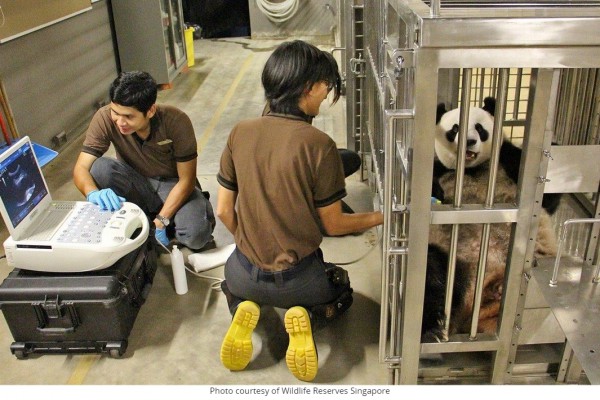 Jia jia le panda subit une échographie au zoo de Singapour (copie d’écran de Mothership.sg, le 23 septembre 2015).