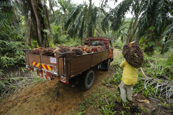Plantation d'huile de palme en Malaisie.