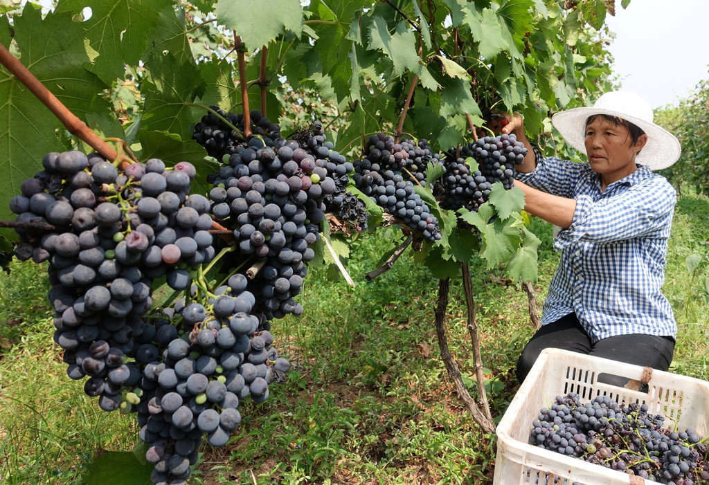 Une agricultrice procède à la récolte des raisins dans un domaine de Zhaozhuang, une ville de la province du Shandong en Chine.