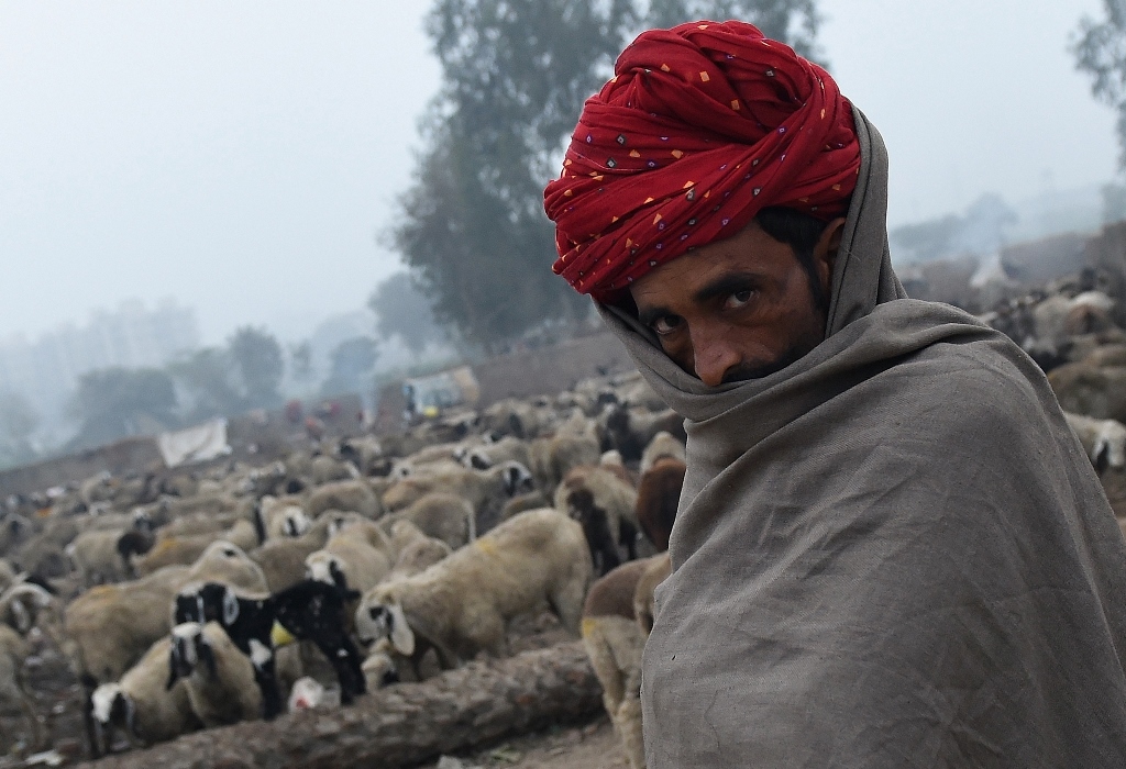 Berger nomade venu du Rajasthan garde son troupeau