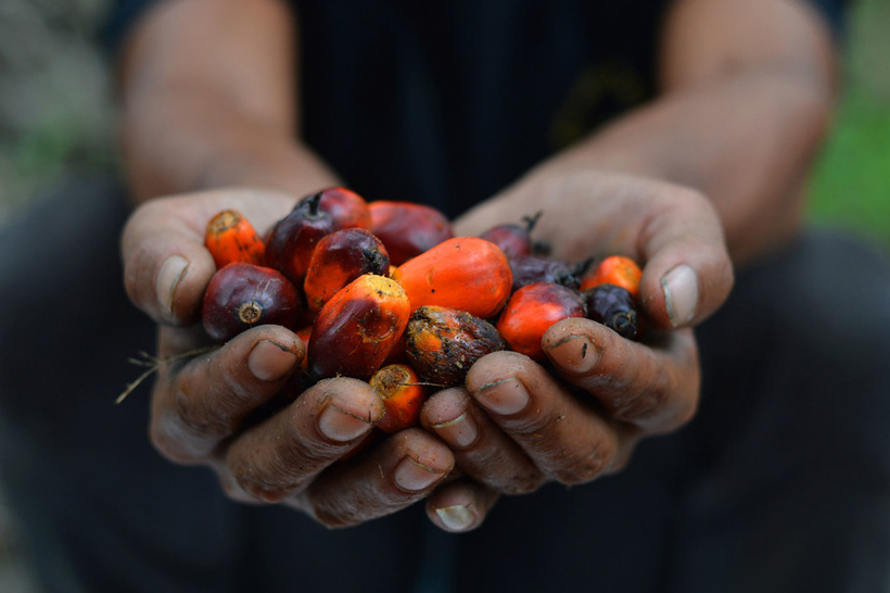 Fruits de palmier à huile en Indonésie
