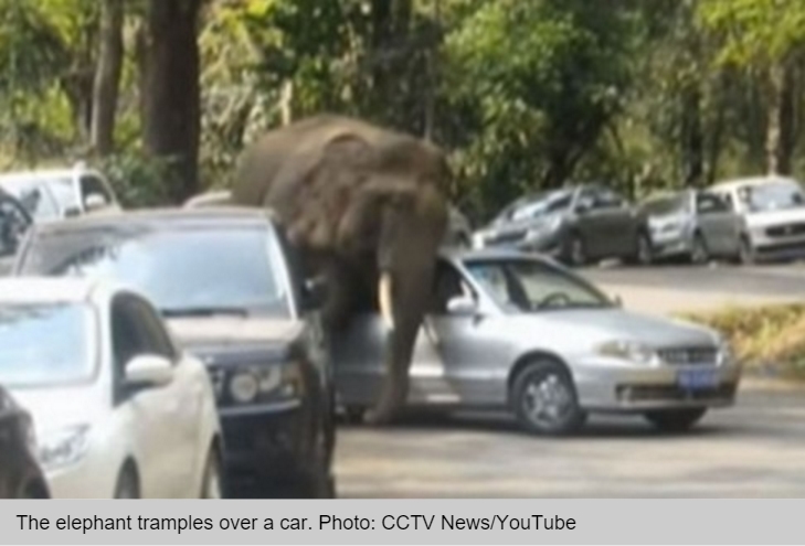 Cet éléphant trompé par sa compagne s'est vengé sur les voitures des alentours.