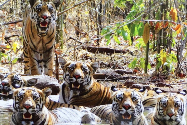 Photo rare de tigres du bangale, dont l'espèce est menacée, notamment par l'extraction du charbon en Inde.