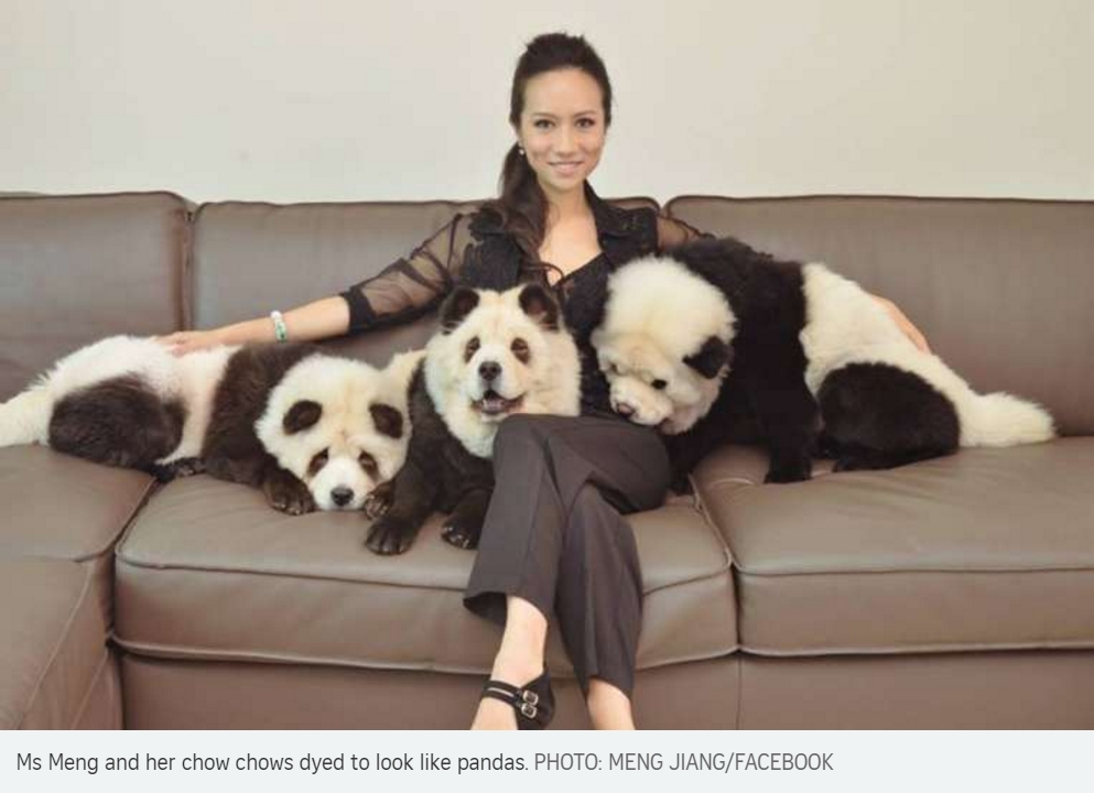 Portée de chien ressemblant à des pandas