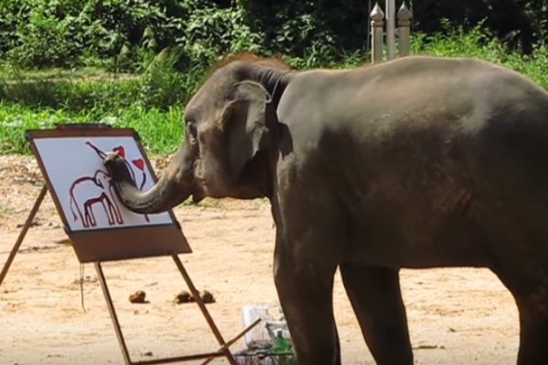 En Thaïlande, éléphants dressés pour peindre des tableaux et des autoportraits.