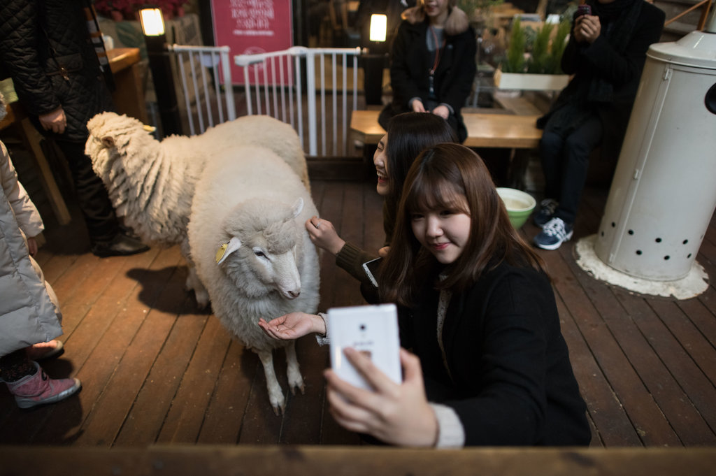 Une femme prend un selfie avec un mouton dans un "Sheep Cafe" de la capitale coréenne. (Crédit : ED JONES / AFP )