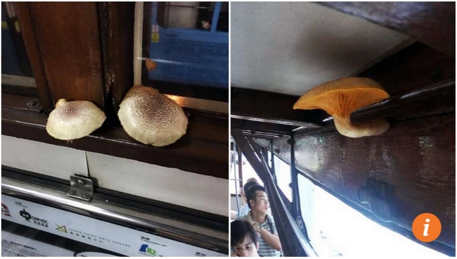 Et si vous agrémentiez votre trajet en tramway d'un petit champignon hallucinogène ? A cueillir à bord, évidemment ! Copie d'écran du "South China Morning Post", le 19 avril 2016.