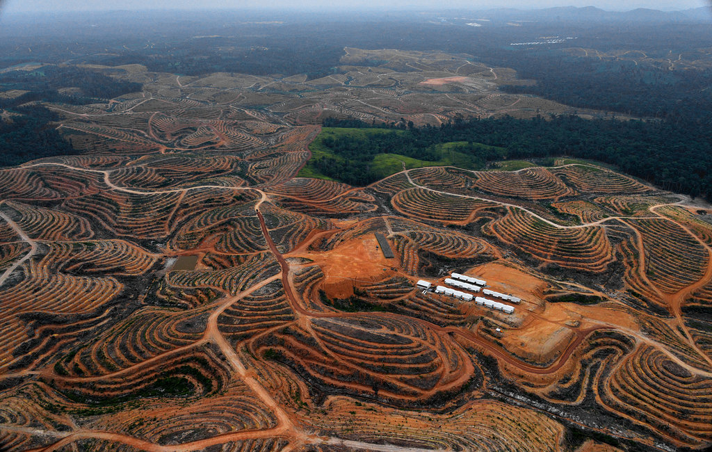 Les ravages de la déforestation, ici à Kalimantan en 2014, dans la concession de Karya Makmur Amadi déboisée pour l'aménagement d'une plantation de palmiers à huile.
