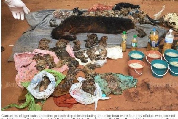 40 carcasses de petits tigres et d'autres espèces protégées, parmi lesquelles la dépouille d'un ours entier, ont été trouvées par les autorités thaïlandaises mercredi 1er juin au "temple des tigres". Copie d'écran du “Bangkok Post”, le 2 juin 2016.