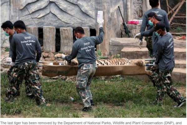 Le Temple des tigres va peut-être devoir fermer après les nombreux scandales de maltraitance animalière, envenimé par des violations des lois environnementales et foncières. Copie d'écran du “Bangkok Post”, le 6 juin 2016.