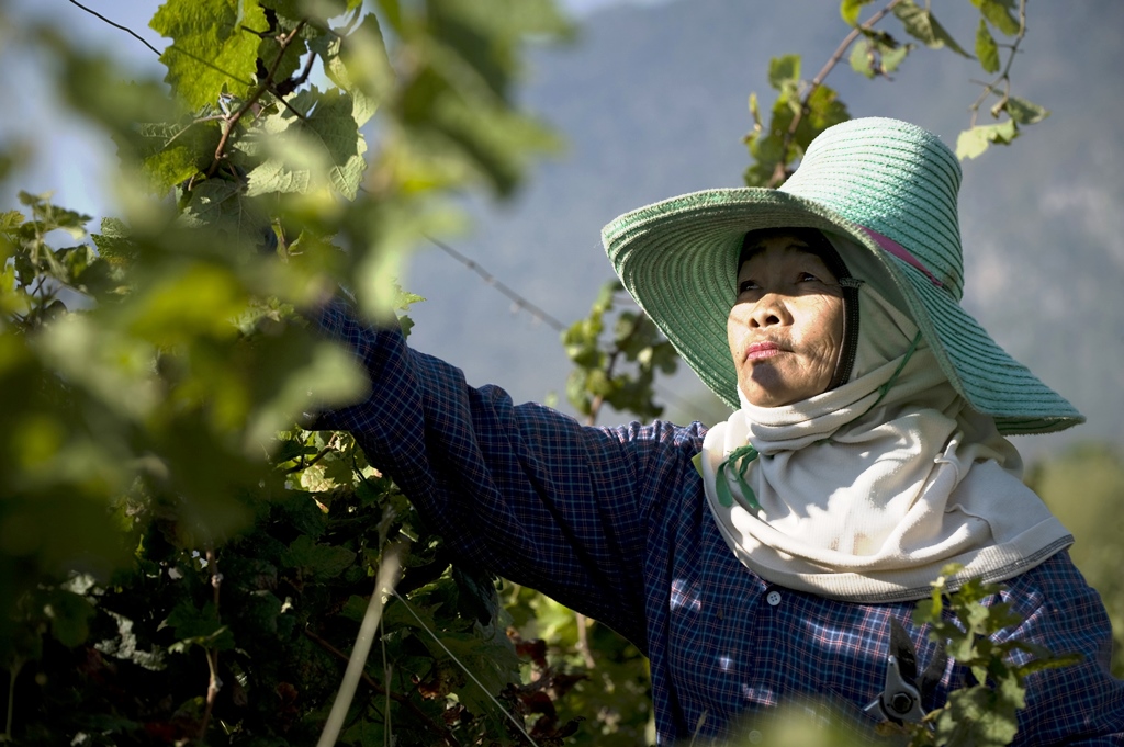 Une cultivatrice thaïlandaise dans une vigne de la PB Valley Winery à Khao Yai, à environ 200 km au nord-est de Bangkok, le 4 mars 2010.