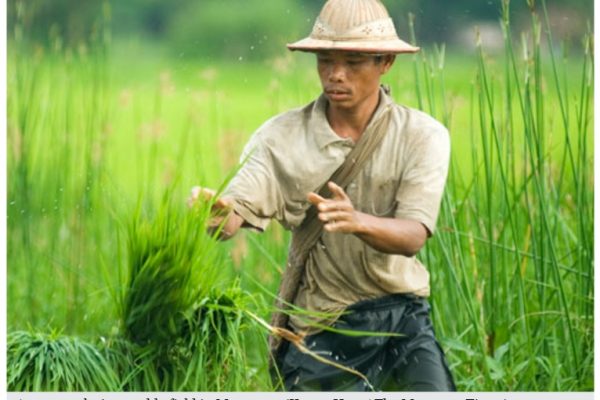 Parmi les agriculteurs birmans, ce sont surtout les producteurs de riz qui craignent la concurrence thaïlandaise et vietnamienne. Copie d'écran du Myanmar Times, le 1er juillet 2016.