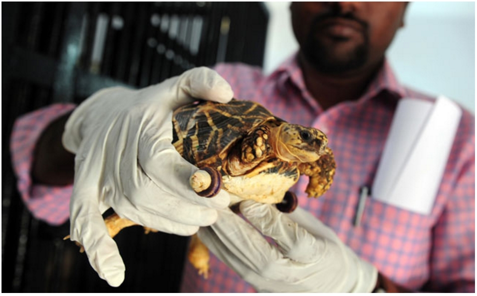 Les hipsters à trotinette feront-ils de la tortue du zoo de Chennai leur animal totem ? Copie d'écran de NDTV, le 16 juin 2016.