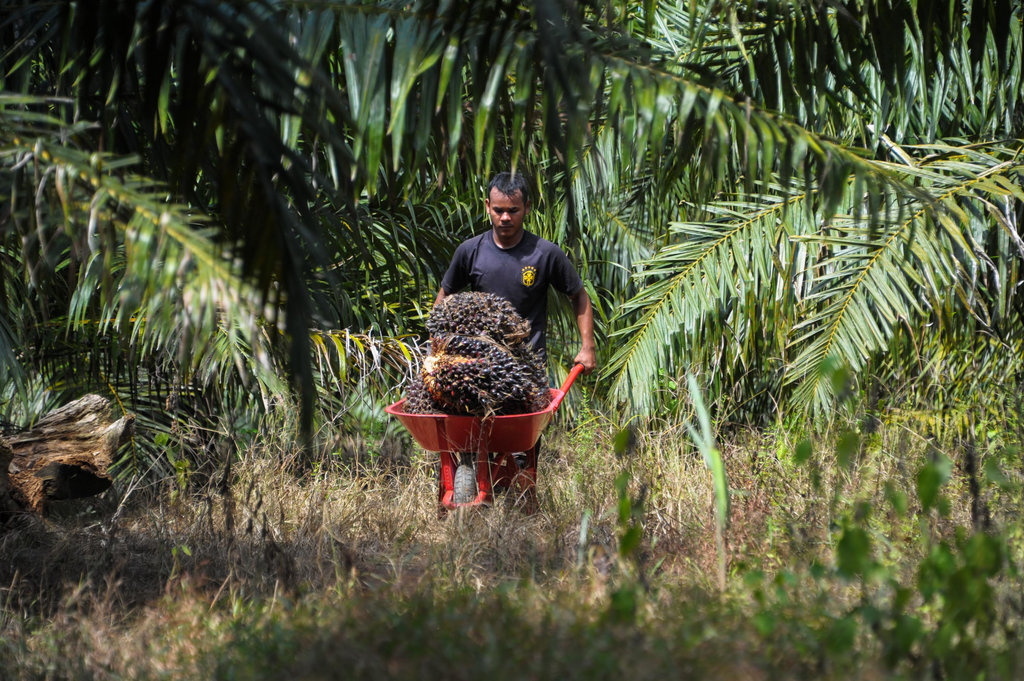 A Aceh Jaya, dans la province d'Aceh, un homme transporte des fruits d'un palmier à huile.