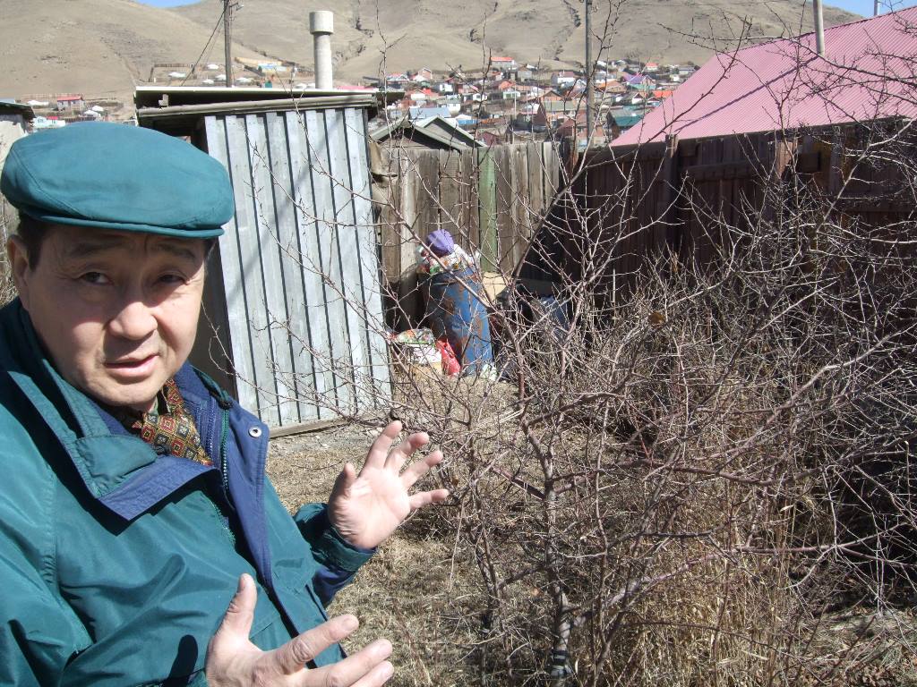 Erdenchuluun dans son jardin dans le quartiers des yourtes d'Oulan-Bator en Mongolie.