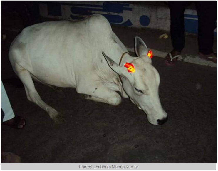 L'animal sacré brille désormais dans les nuits indiennes du Madhya Pradesh. Copie d'écran de India Today, le 24 août 2016.