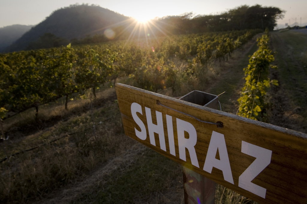 Lever de soleil au dessus de vignes de Shiraz en Thaïlande.
