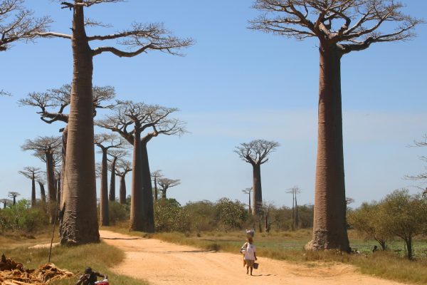 Baobabs de Madagascar. Copie d'écran de Chine Magazine.