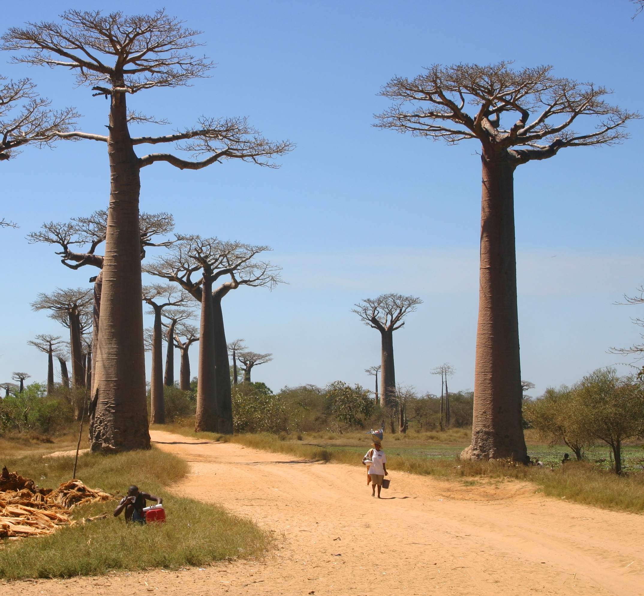 Baobabs de Madagascar. Copie d'écran de Chine Magazine.
