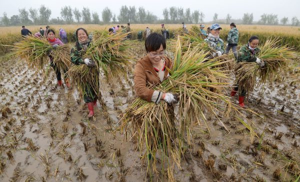La récolte de riz hybride près de Handan, dans la province du Hebei au nord-est de la Chine, le 15 octobre 2017. (Crédits : HAO QUNYING / IMAGINECHINA / via AFP)