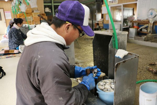 Un "stagiaire technique" chinois dans une usine de transformation d'huîtres à Hiroshima en mars 2015. (Source : Japan Times)