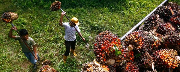 La Malaisie est le deuxième producteur mondial d'huile de palme avec 39% de la production globale. (Source : Asia Nikkei)