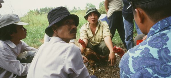 Combat de coqs au Vietnam - janvier 2000 - Bruno Birolli. (Copyright : Bruno Birolli)