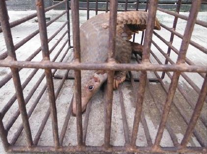 Un pangolin au marché de Mong La en Birmanie. (Source : Global conservation and Ecology 2015)