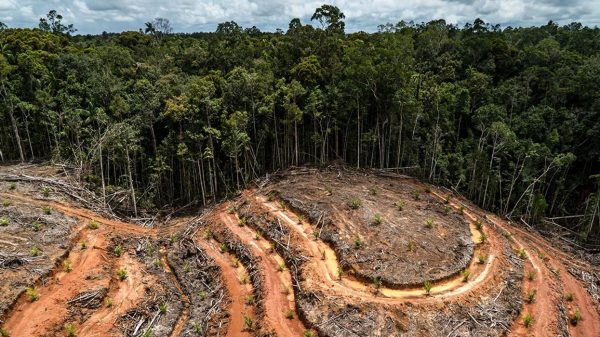 Concession d'huile de palme après déforestation à PT Megakarya Jaya Raya en Indonésie. (Source : Ecowatch)