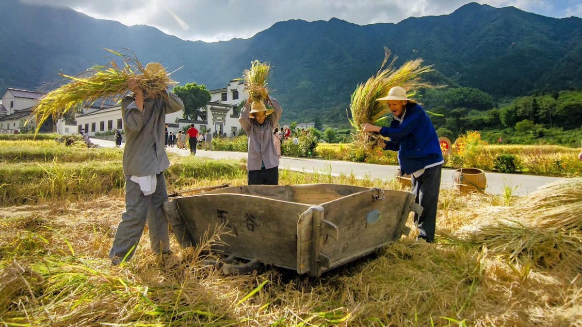 Cultivateurs de riz dans la province chinoise de l'Anhui, à l'ouest de Shanghai. (Asia Times)