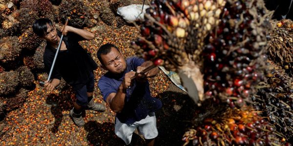 L'Indonésie a interdit l'exportation d'huile de palme le 28 avril 2022. (Source : Zomaloma)