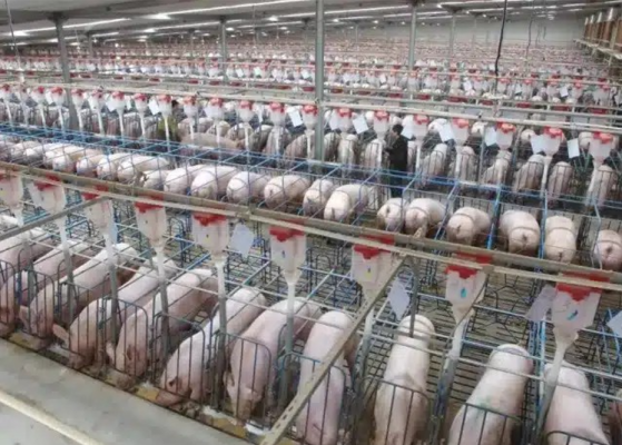 Un exemple d'élevage porcin en Chine où les animaux sont parqués dans conditions critiquées dans le pays. DR.